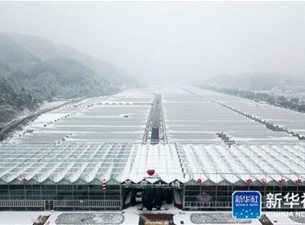 浙江建德杨村桥镇：草莓小镇