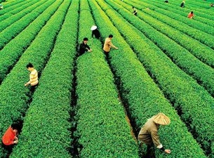 松阳茶香小镇