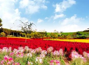 寻访安徽特色小镇：阜阳：中原花都芳香小镇