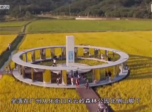 广州从化特色小镇，稻田金黄养眼